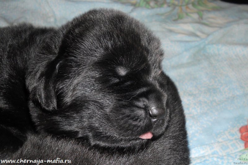 Фото: ньюфаундленд Chernaya Mafia А Kind of Magic (Черная Мафия А Кинд оф Магик)