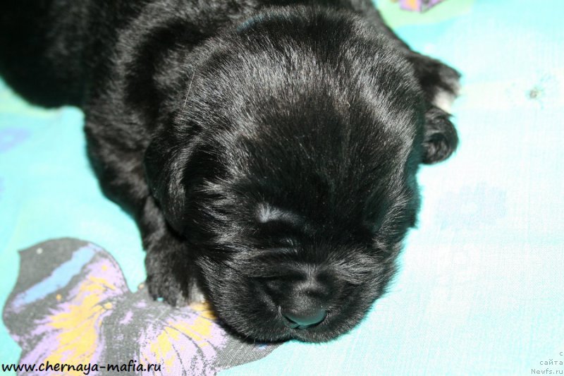 Фото: ньюфаундленд Chernaya Mafia Аlluring Prospect (Черная Мафия Аллуринг Проспект)