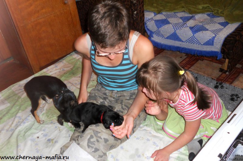 Фото: ньюфаундленд Chernaya Mafia Ace in the Hole (Черная Мафия Асе ин тхе Холе), Ol'ga Soboleva (Ольга Соболева)