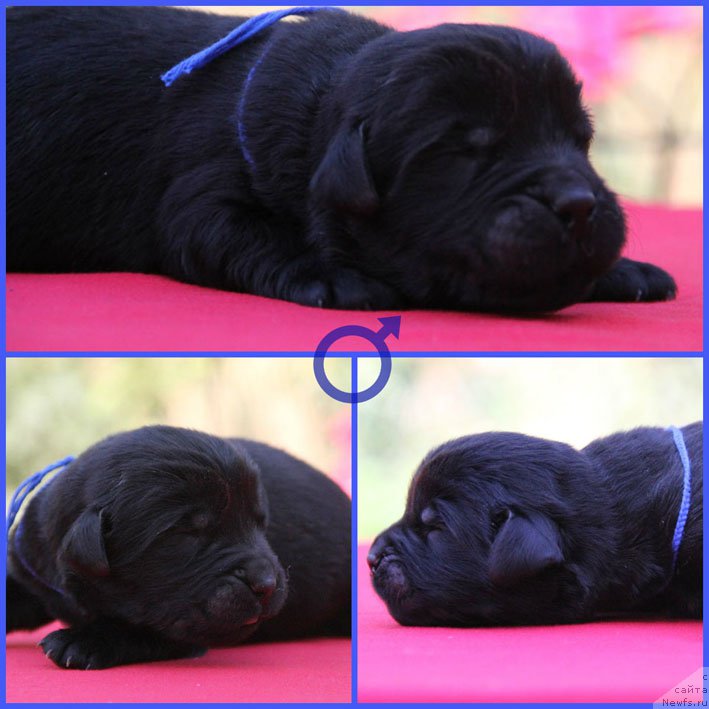 Фото: ньюфаундленд Zhustin s Berega Dona (Жюстин с Берега Дона)