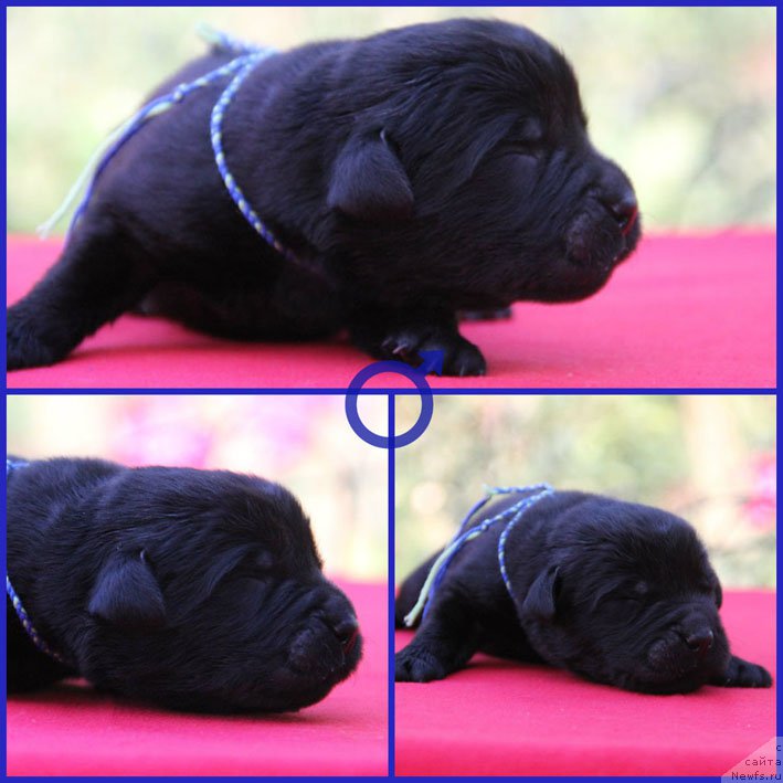 Фото: ньюфаундленд Zhan-Zhak s Berega Dona (Жан-Жак с Берега Дона)