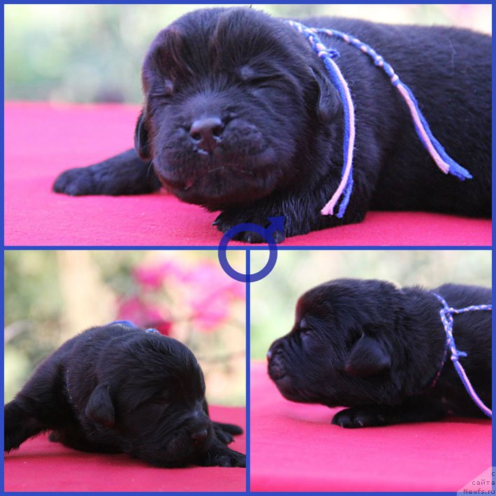 Фото: ньюфаундленд Zhorzh s Berega Dona (Жорж с Берега Дона)