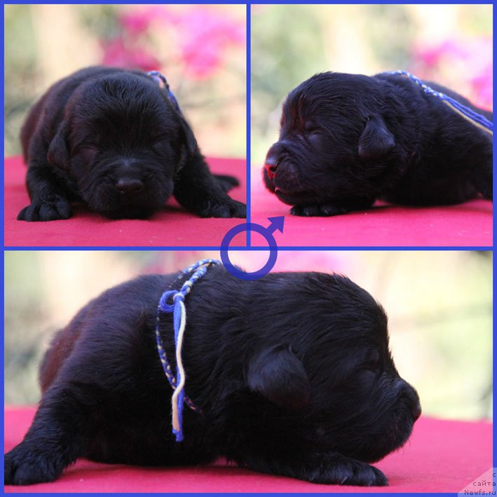 Фото: ньюфаундленд Zhermen s Berega Dona (Жермен с Берега Дона)