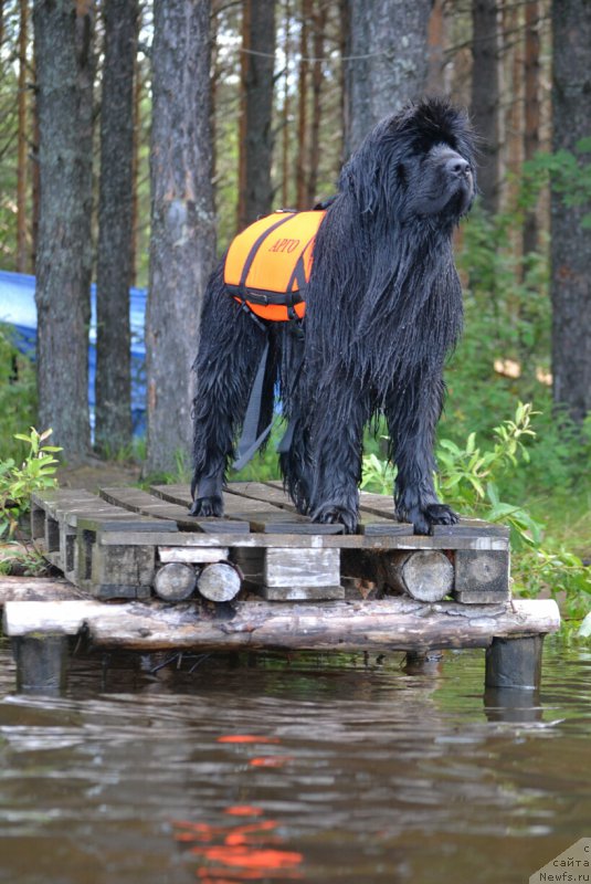 Фото: ньюфаундленд Aquatoriya Kelvin Sharliz (Акватория Келвин Шарлиз)