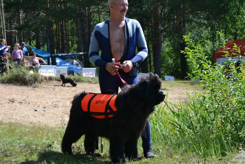 Фото: ньюфаундленд Aquatoriya Kelvin Sharliz (Акватория Келвин Шарлиз), Aleksey Votchal (Алексей Вотчал)