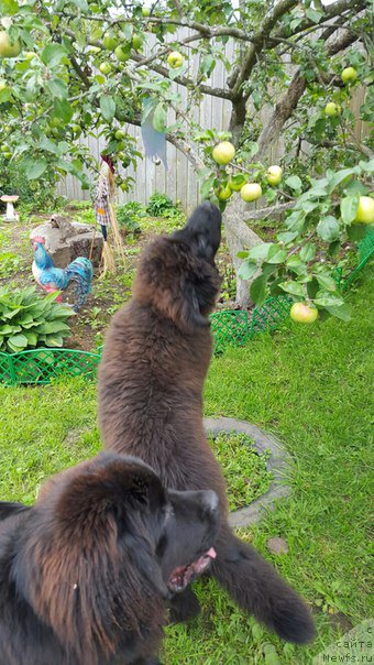 Фото: ньюфаундленд Don s Berega Dona (Дон с Берега Дона), ньюфаундленд Vpered Zovuschaya s Berega Dona (Вперед Зовущая с Берега Дона)