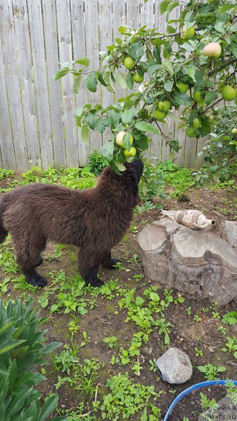 Фото: ньюфаундленд Don s Berega Dona (Дон с Берега Дона)