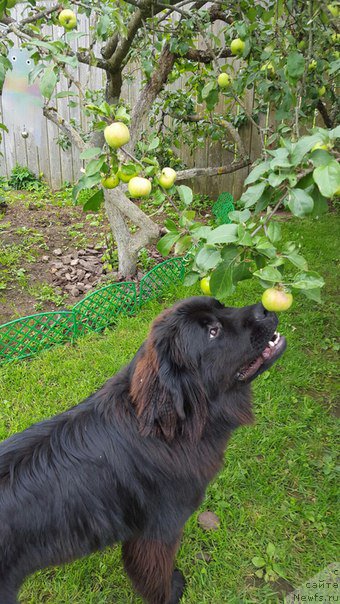 Фото: ньюфаундленд Vpered Zovuschaya s Berega Dona (Вперед Зовущая с Берега Дона)