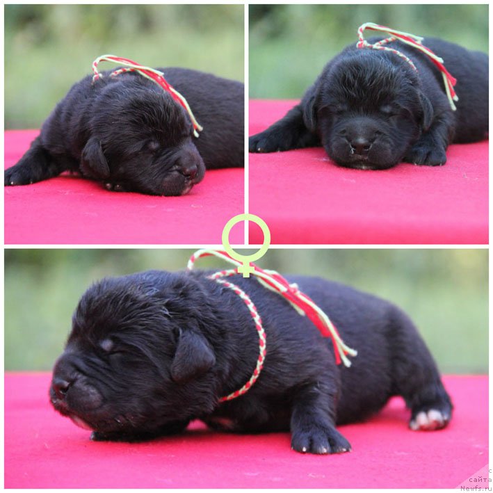 Фото: ньюфаундленд Zhanetta s Berega Dona (Жанетта с Берега Дона)