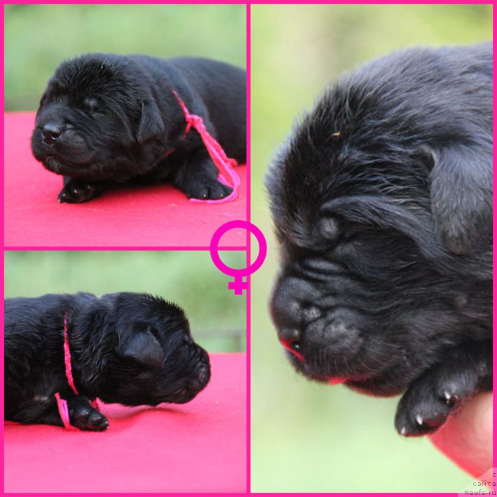 Фото: ньюфаундленд Zhorzhetta s Berega Dona (Жоржетта с Берега Дона)