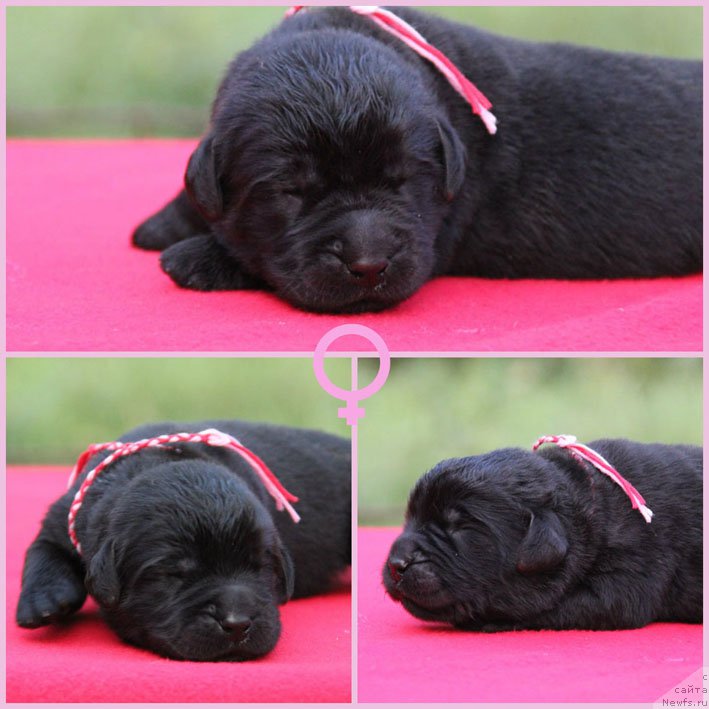 Фото: ньюфаундленд Zhenrietta  s Berega Dona (Женриетта с Берега Дона)