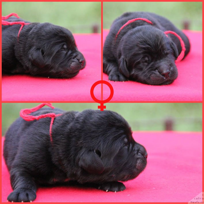 Фото: ньюфаундленд Zhizetta s Berega Dona (Жизетта с Берега Дона)