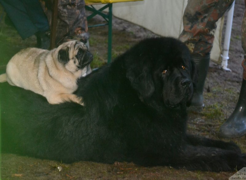 Фото: ньюфаундленд Ih Vyisochestvo Vladlena Madjiks (Их Высочество Владлена Маджикс)