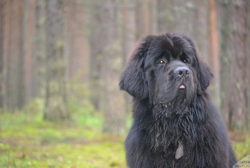 Фото: ньюфаундленд Nazar Vyatskiy Medved (Назар Вятский Медведь)