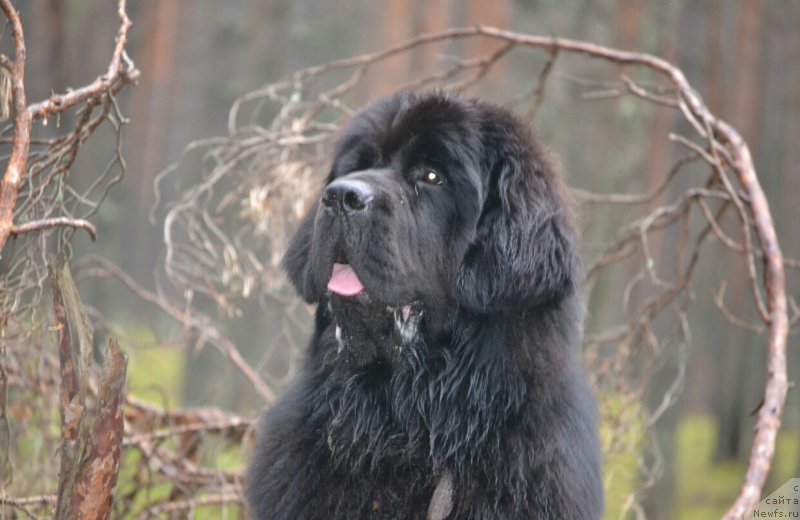 Фото: ньюфаундленд Nazar Vyatskiy Medved (Назар Вятский Медведь)