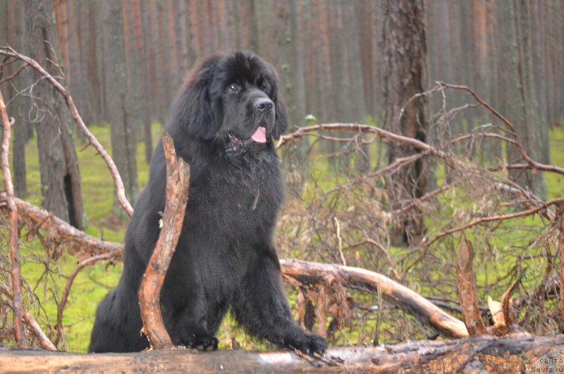 Фото: ньюфаундленд Nazar Vyatskiy Medved (Назар Вятский Медведь)