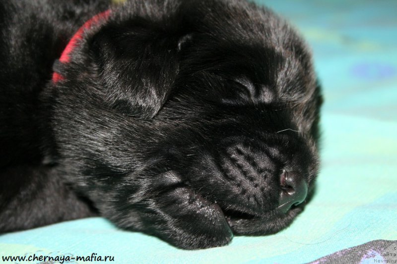 Фото: ньюфаундленд Chernaya Mafia Ace in the Hole (Черная Мафия Асе ин тхе Холе)