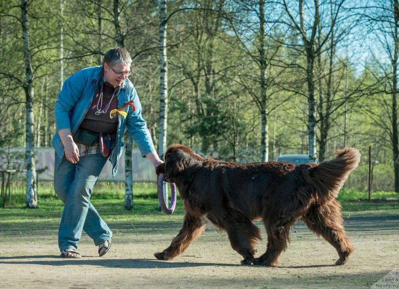 Фото: ньюфаундленд Aquatoriya Kelvin Heather Honey (Акватория Келвин Хизер Хани), Ekaterina Benken (Екатерина Бенкен)