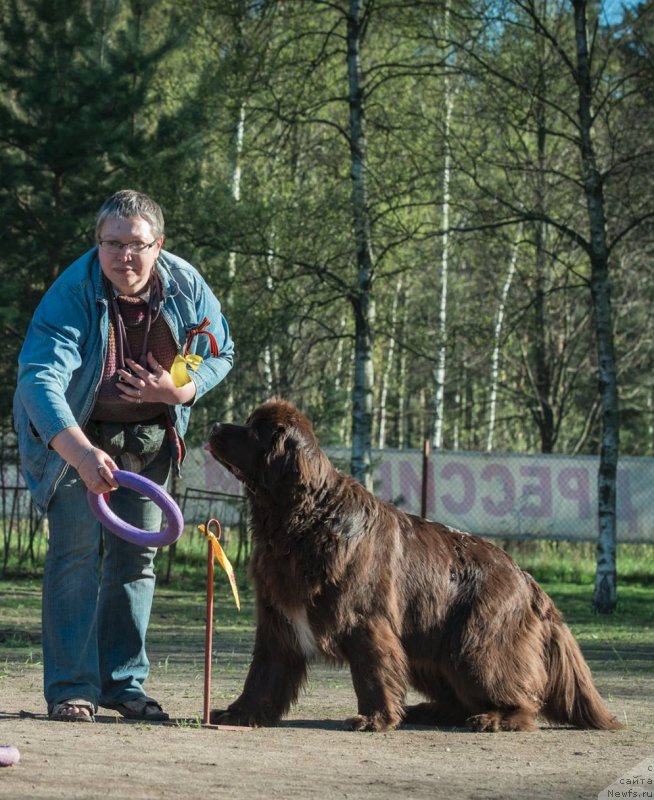 Фото: ньюфаундленд Aquatoriya Kelvin Heather Honey (Акватория Келвин Хизер Хани), Ekaterina Benken (Екатерина Бенкен)