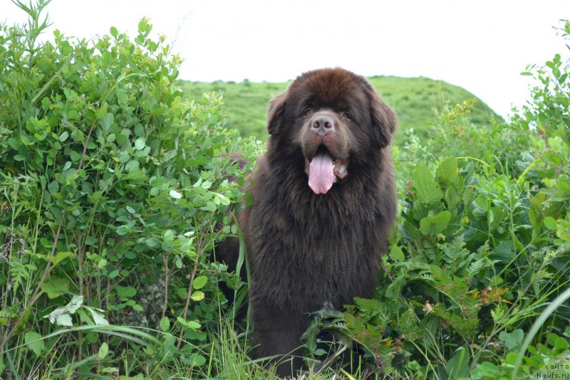 Фото: ньюфаундленд Aquatoriya Kelvin Riverdance (Акватория Келвин Риверданс)