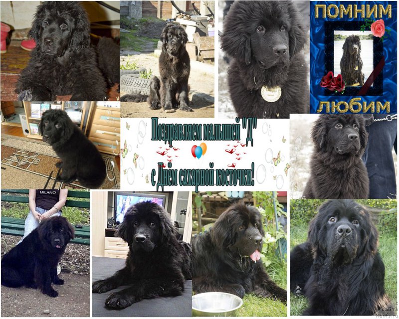 Фото: ньюфаундленд CHernyiy Balu Donna (Черный Балу Донна), ньюфаундленд CHernyiy Balu Dyussel'dorf (Черный Балу Дюссельдорф), ньюфаундленд CHernyiy Balu Dobryinya (Черный Балу Добрыня), ньюфаундленд CHernyiy Balu Djons (Черный Балу Джонс), ньюфаундленд CHernyiy Balu Delli (Черный Балу Делли)
