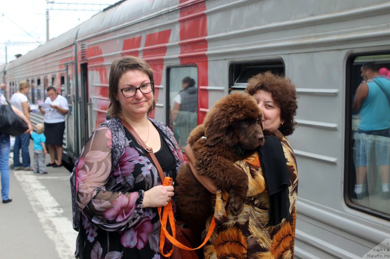 Фото: Irina Konischeva (Ирина Конищева), ньюфаундленд Brownblood MSK Zhanara Haya (Браунблад МСК Жанара Хайя), Elena SHmeleva (Елена Шмелева)