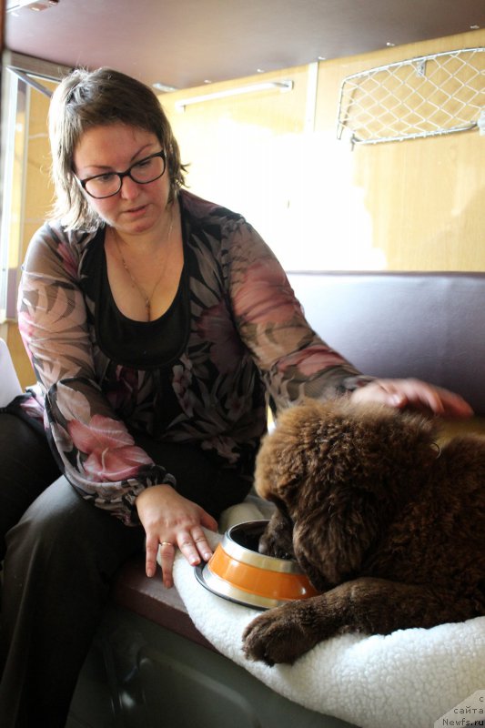 Фото: ньюфаундленд Brownblood MSK Zhanara Haya (Браунблад МСК Жанара Хайя), Irina Konischeva (Ирина Конищева)