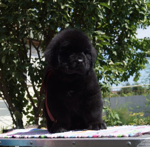 Фото: ньюфаундленд Super Premium William Shakspear (Супер Премиум Уильям Шекспир)