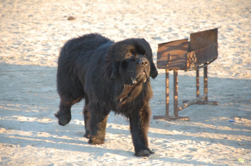 Фото: ньюфаундленд Begushaya po Volnam Choice of Fibonacci (Бегущая по Волнам Чойс оф Фибоначчи)