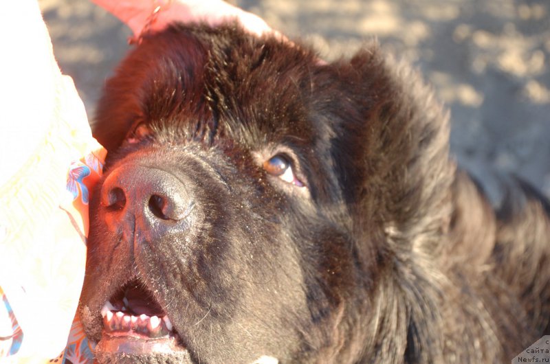 Фотография № 187758