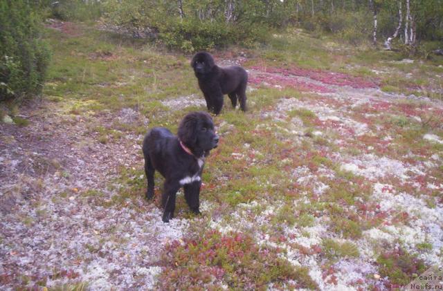 Фото: ньюфаундленд Sent Djons Penelopa Krus (Сент Джонс Пенелопа Крус), ньюфаундленд Gloriya Grand Blek (Глория Гранд Блек)