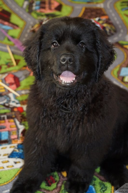 Фото: ньюфаундленд Aristokraticheskaya SHtuchka (Аристократическая Штучка)