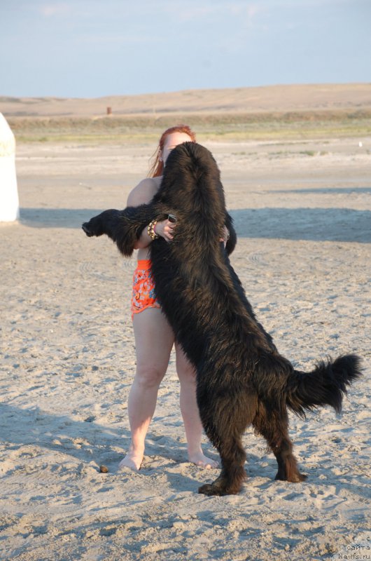 Фото: ньюфаундленд Begushaya po Volnam Choice of Fibonacci (Бегущая по Волнам Чойс оф Фибоначчи)