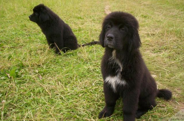 Фото: ньюфаундленд Sent Djons Penelopa Krus (Сент Джонс Пенелопа Крус)