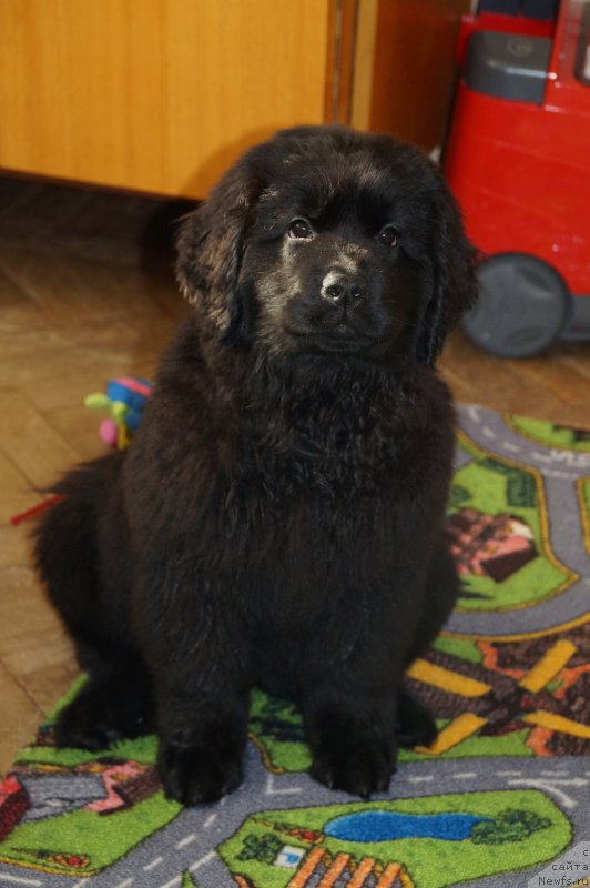 Фото: ньюфаундленд Aristokraticheskaya SHtuchka (Аристократическая Штучка)