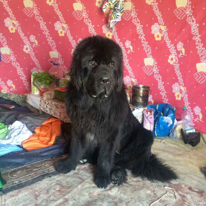 Фотография № 187781