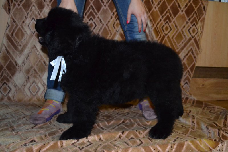 Фотография № 187785