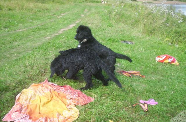Фото: ньюфаундленд Sent Djons Penelopa Krus (Сент Джонс Пенелопа Крус), ньюфаундленд Gloriya Grand Blek (Глория Гранд Блек)