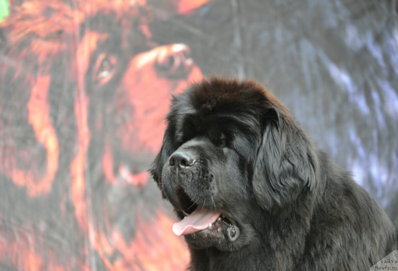 Фотография № 187806