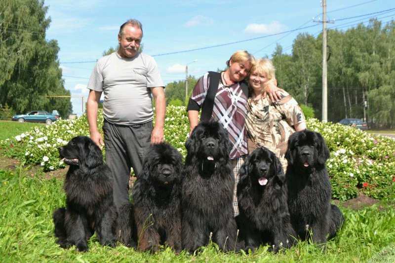 Фото: ньюфаундленд Toptyijka Don Kihot (Топтыжка Дон Кихот)