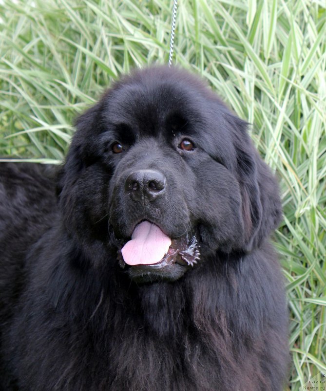 Фотография № 187820