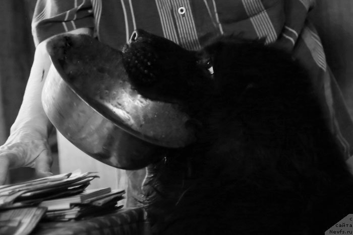 Фото: Гастон де Фуа