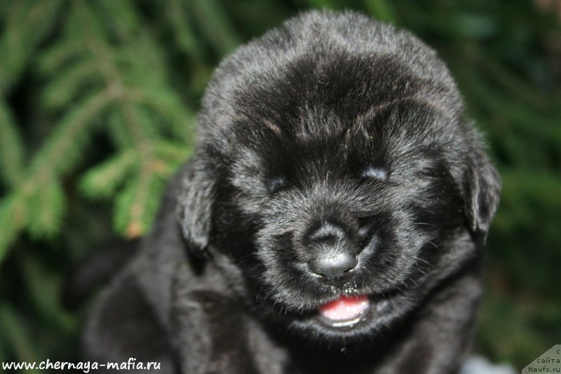 Фото: ньюфаундленд Chernaya Mafia Аll Rights Reserved (Черная Мафия Алл Ригхтс Ресервед)