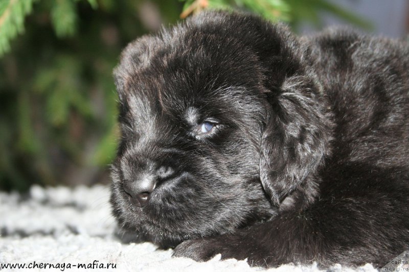 Фото: ньюфаундленд Chernaya Mafia Attractive Power (Черная Мафия Аттрактиве Повер)