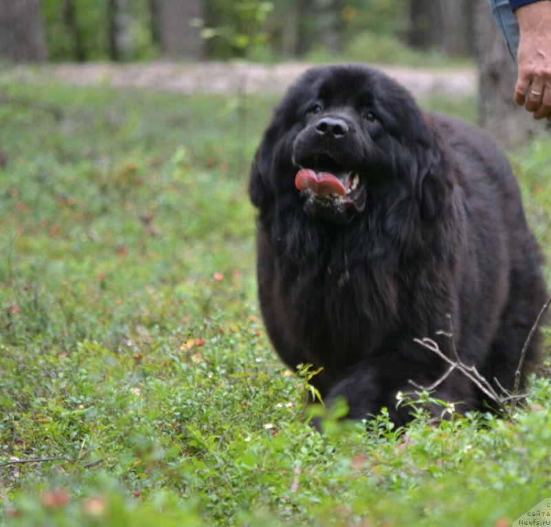 Фото: ньюфаундленд Mnogolikaya Boginya Manifik (Многоликая Богиня Манифик)