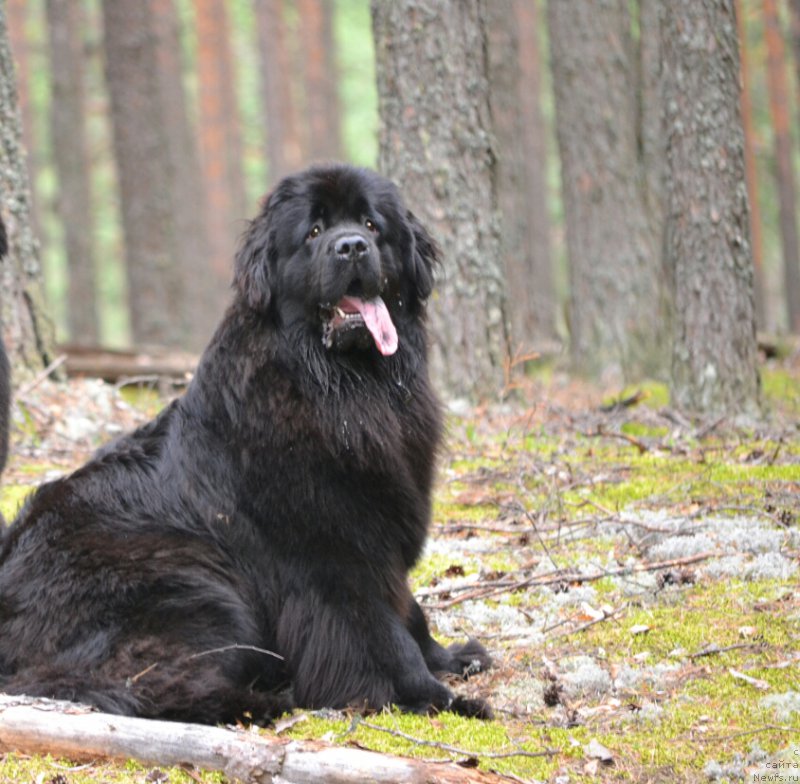 Фото: ньюфаундленд Mnogolikaya Boginya Manifik (Многоликая Богиня Манифик)