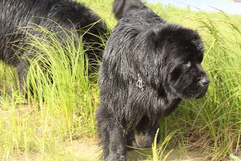 Фото: ньюфаундленд Anabelle Kvin of zye Mountayns (Анабелле Квин оф зэ Моунтайнс)