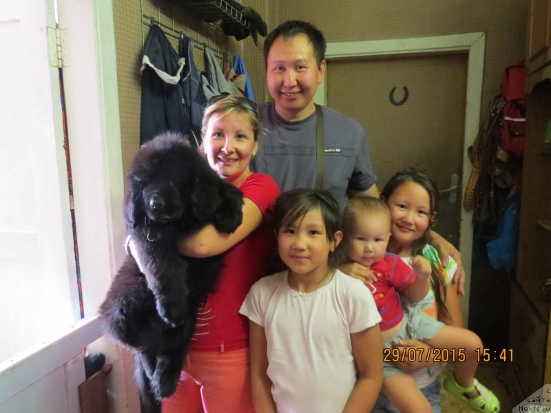 Фото: ньюфаундленд Hit SHeliko Garmoniya Dushi (Хит Шелико Гармония Души)