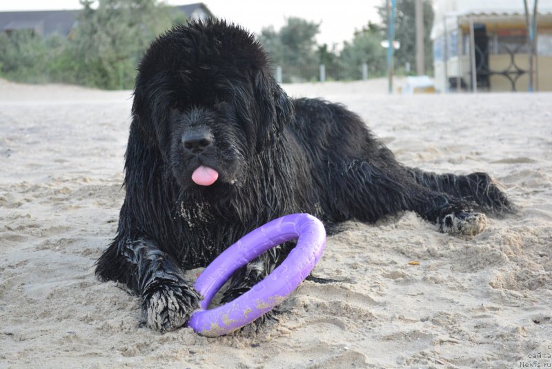 Фото: ньюфаундленд Аlpha Tauri Dinastiya Soverchenstva (Альфа Таури Династия Совершенства)