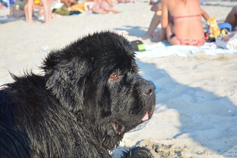 Фото: ньюфаундленд Аlpha Tauri Dinastiya Soverchenstva (Альфа Таури Династия Совершенства)